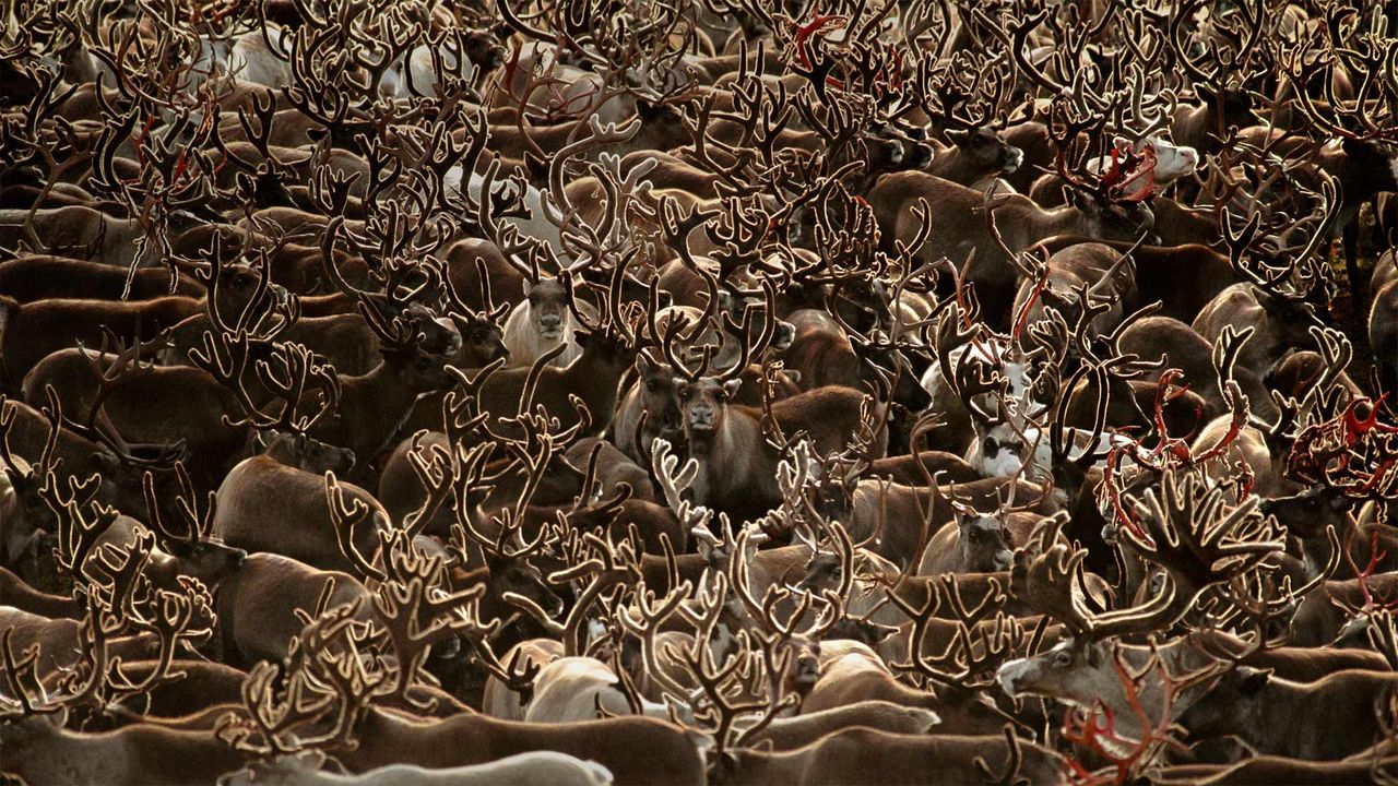 Des caribous dans le parc national de la vallée de Kobuk, Alaska