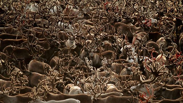 Caribou in Kobuk Valley National Park, Alaska