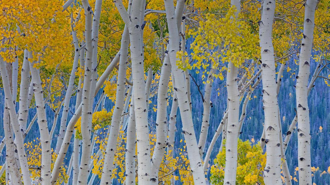 Quaking aspens of Pando in Fishlake National Forest, Utah