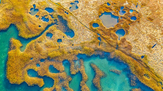 Marshland, Gloucester, Massachusetts
