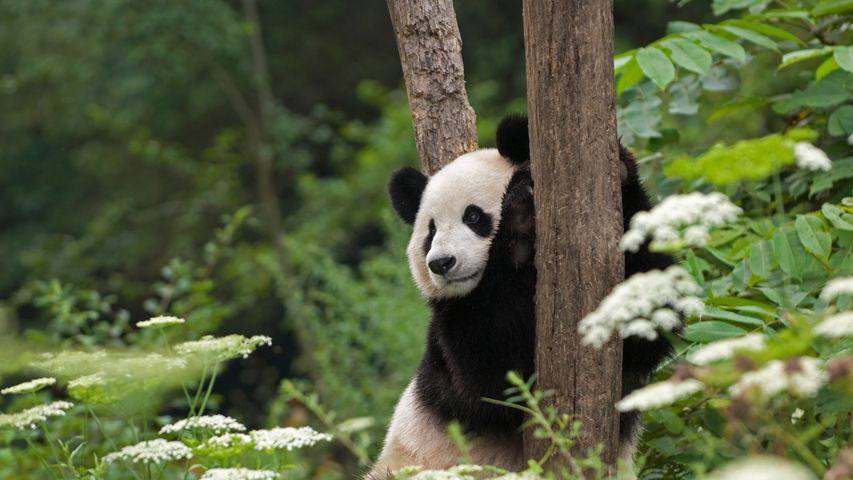 Panda géant dans la réserve naturelle de Wolong, Sichuan, Chine