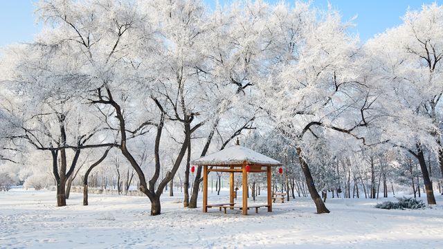 美丽的雾凇景色，大庆市，黑龙江省，中国