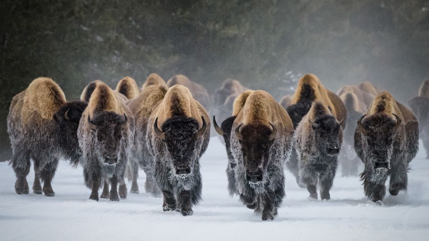 美洲野牛，黄石国家公园，怀俄明州，美国