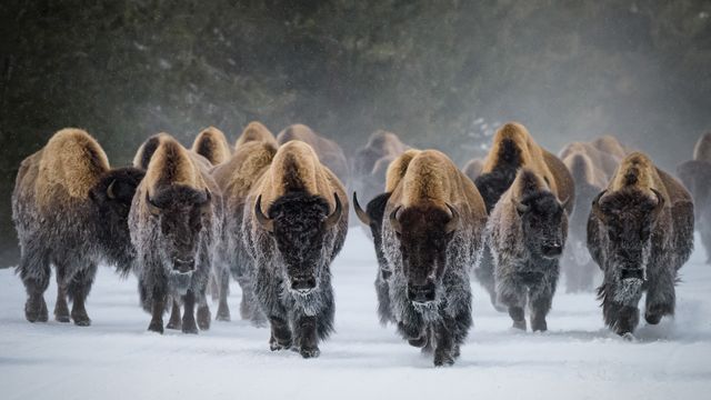 ボードゲーム　イエローストーン ドイツ語版 (Yellowstone Park) [日本語訳付き] Yellowstone Park - イエローストーン