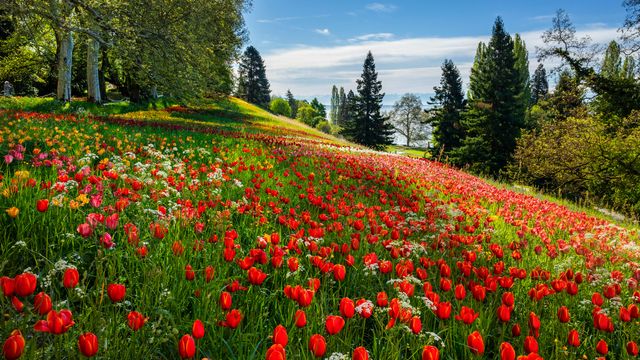Tulpenblüten auf der Insel Mainau, Bodensee