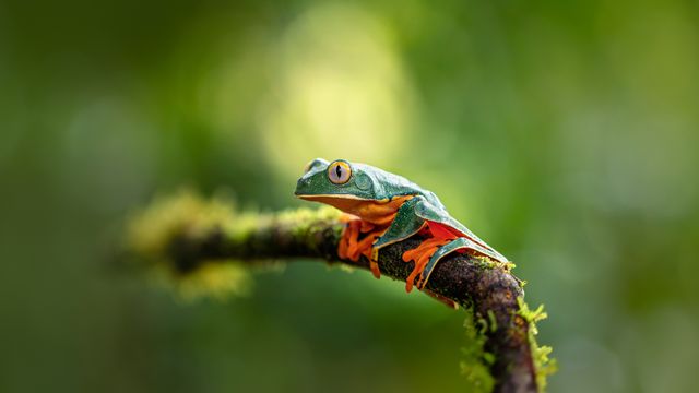 Splendid leaf frog
