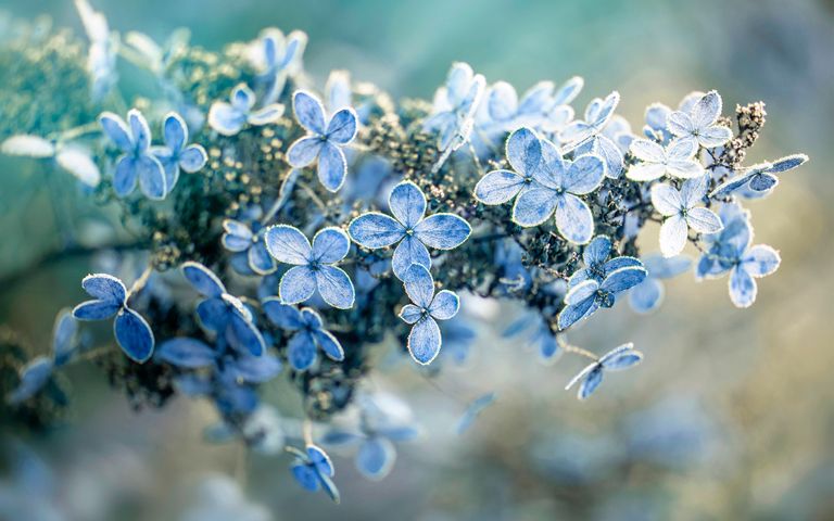 Frosty Art Windows 10 Theme