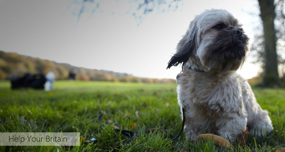 Rescued dog posing for a photo as part of Bing Help Your Britain with the charity All Dogs Matter ©