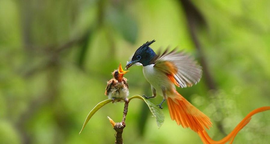 An adult male Asian paradise flycatcher feeding a chick