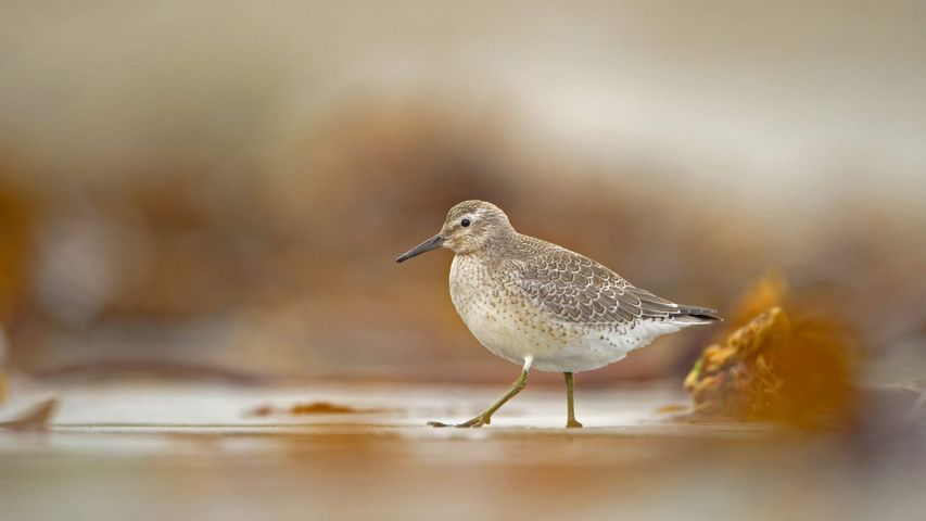 A red knot foraging on the Shetland Islands, Scotland