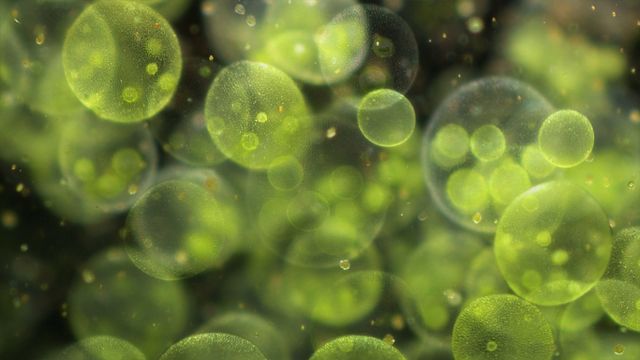 Light microscopy of Volvox colonies