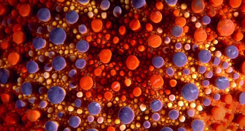 Firebrick sea star