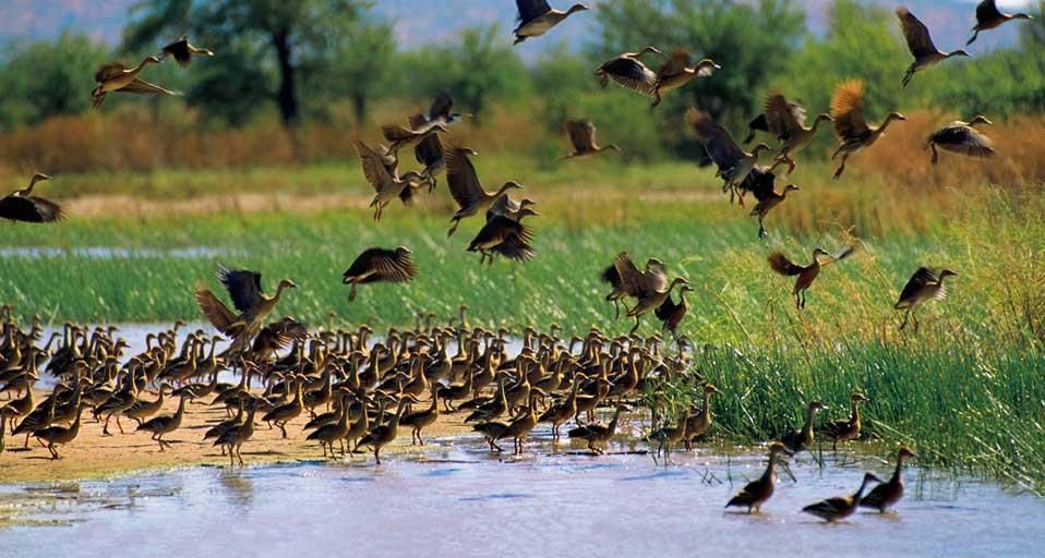 Wandering Whistling Duck (Dendrocygna arcuata) at Parrys Lagoons Nature Reserve, the Kimberley, Western Australia