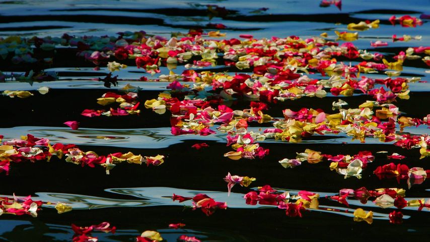 Rose petals in Oceanside Harbor, California