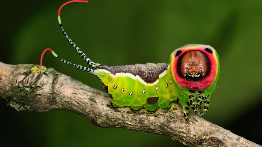 Puss moth caterpillar