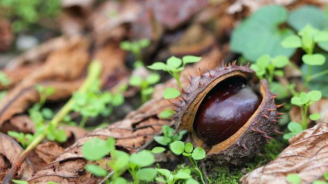 A conker on dry autumn leaves