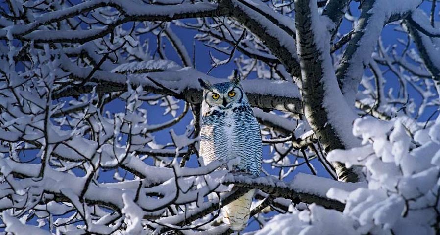 Great Horned Owl in Alberta, Canada