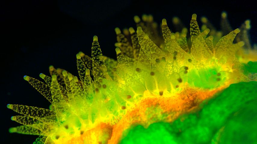 Favites Coral polyps feeding at night and fluorescing when illuminated by ultraviolet light, Sabah, Borneo, Malaysia