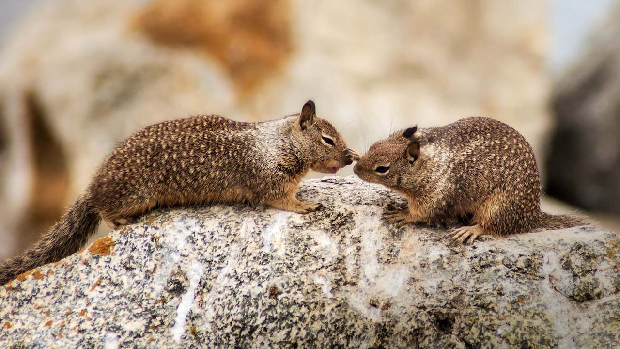California ground squirrels at Seal Rock on 17-Mile Drive on the Monterey Peninsula, California