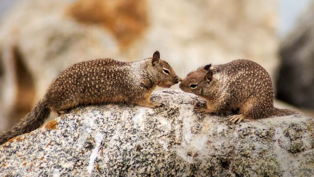California ground squirrels at Seal Rock on 17-Mile Drive on the Monterey Peninsula, California