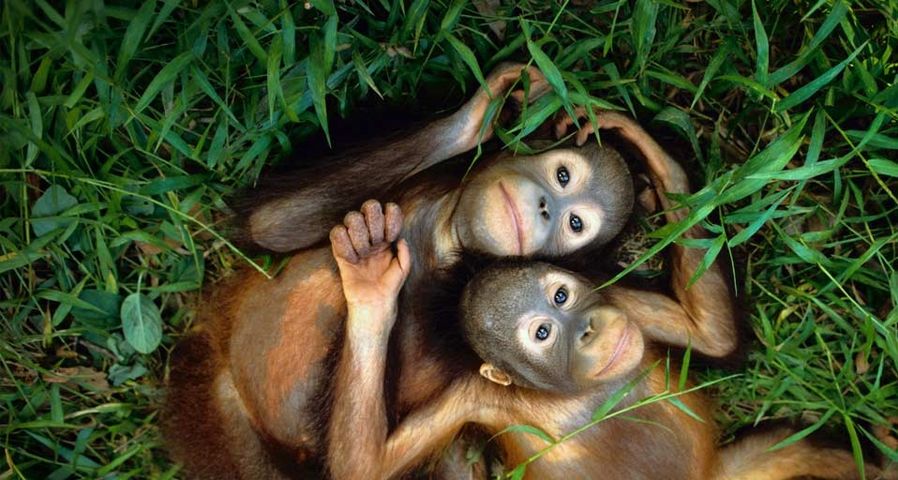 Orphaned orangutans at Sepilok Reserve, Borneo