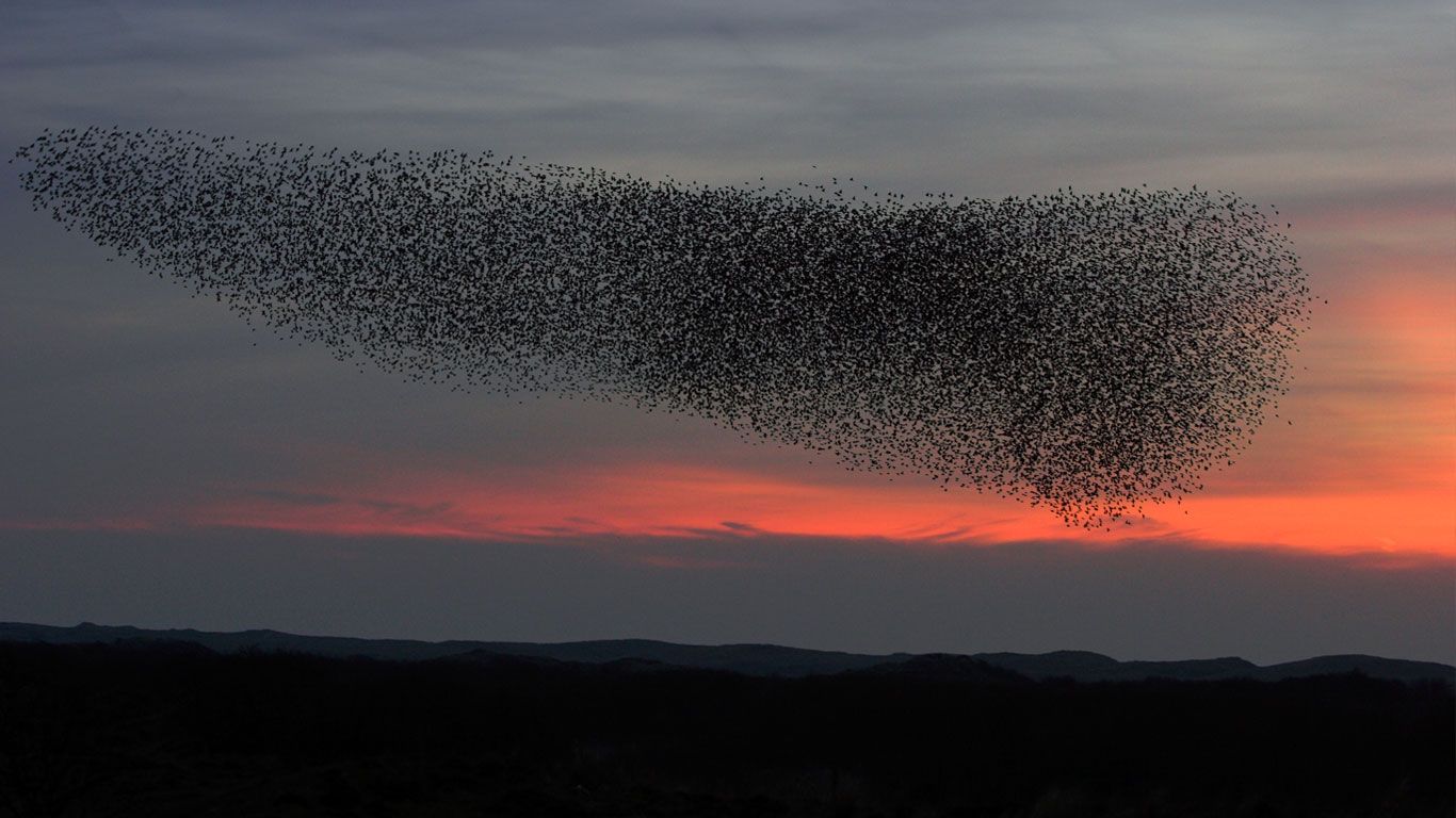 starling flocks starling flocks