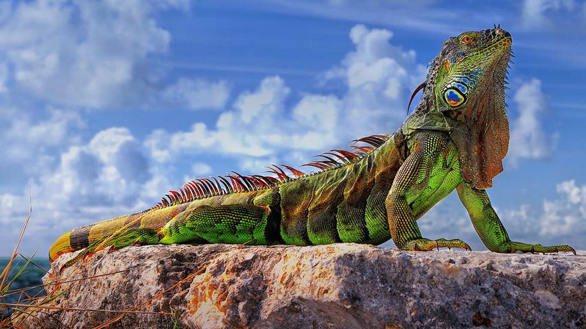 Iguane vert dans les Keys de Floride, États-Unis