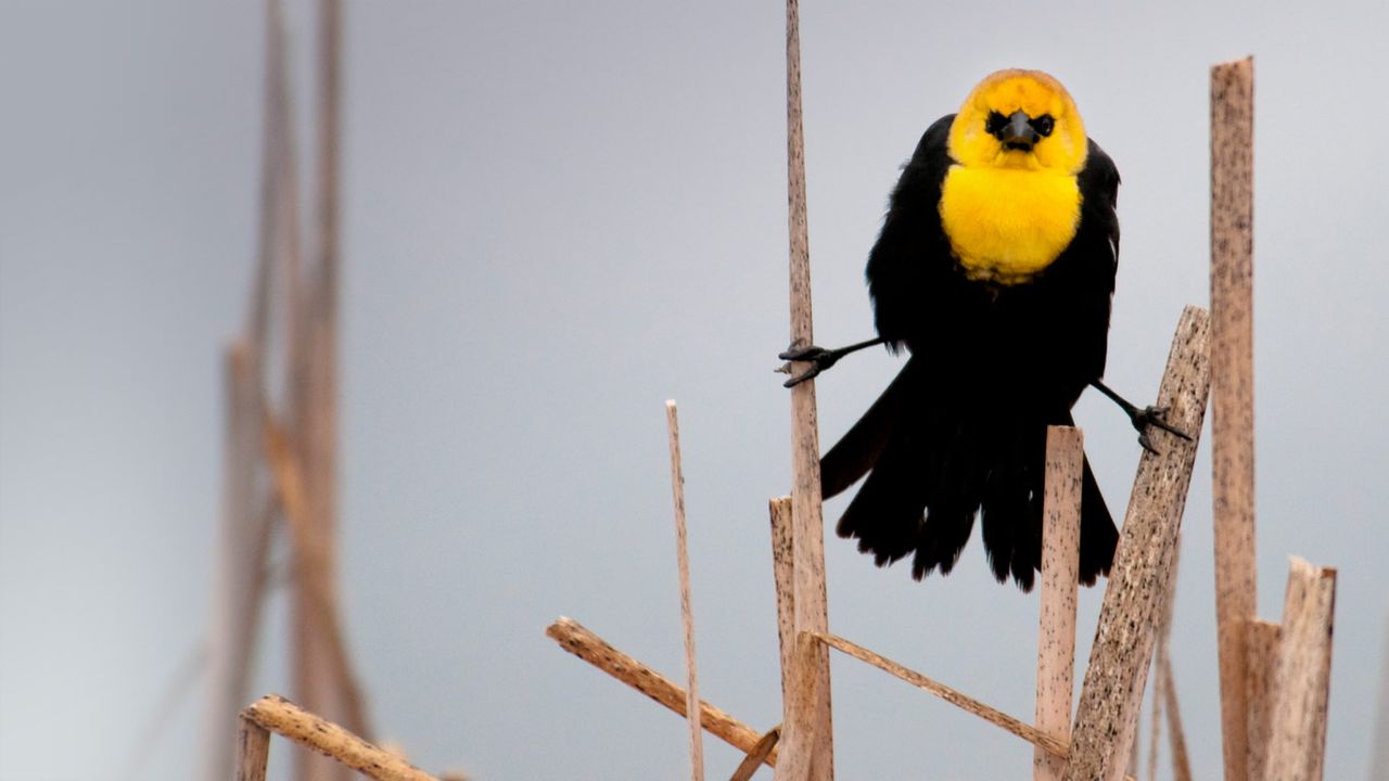 Yellow-headed blackbird in Flathead Valley, Montana
