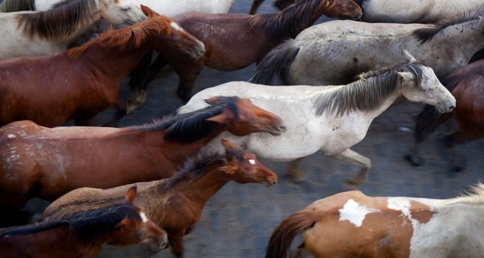 Herd of horses