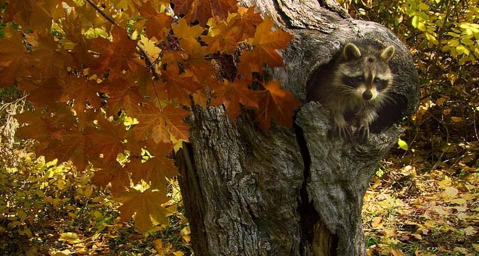 Waschbär beim Nestbau in einem Wald in Montana