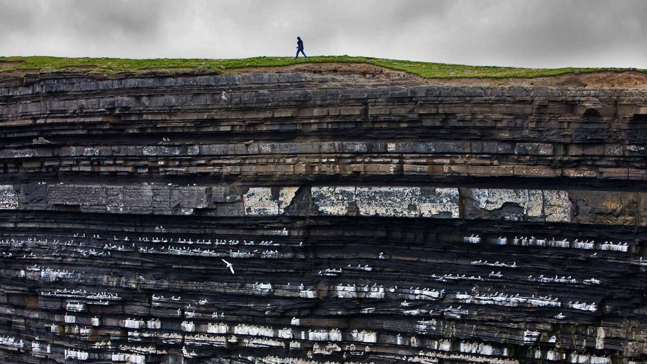 Black-legged kittiwake colony on cliffs, Ireland 