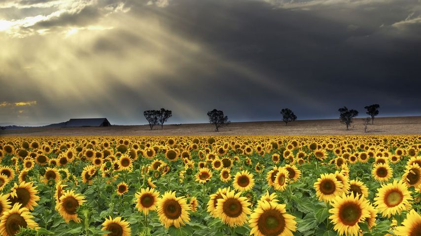 Sunflowers at Windy Station farm in Quirindi, New South Wales, Australia 