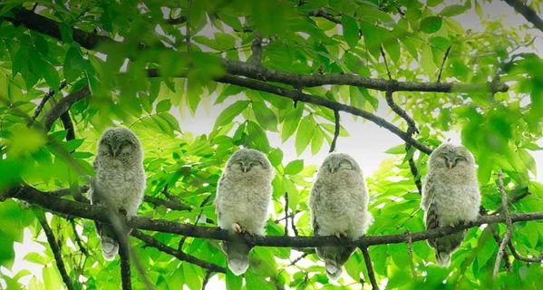 Code Insight in Delphi for PHP