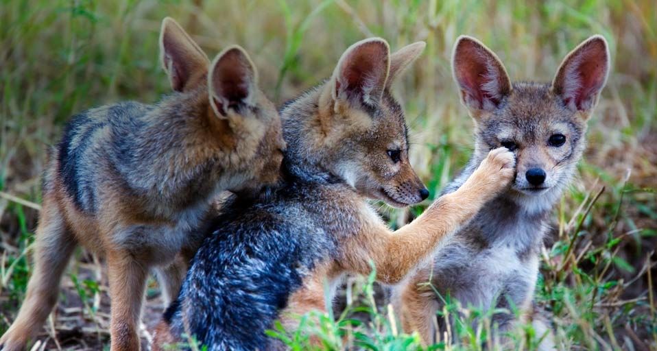 Black-backed jackal pups