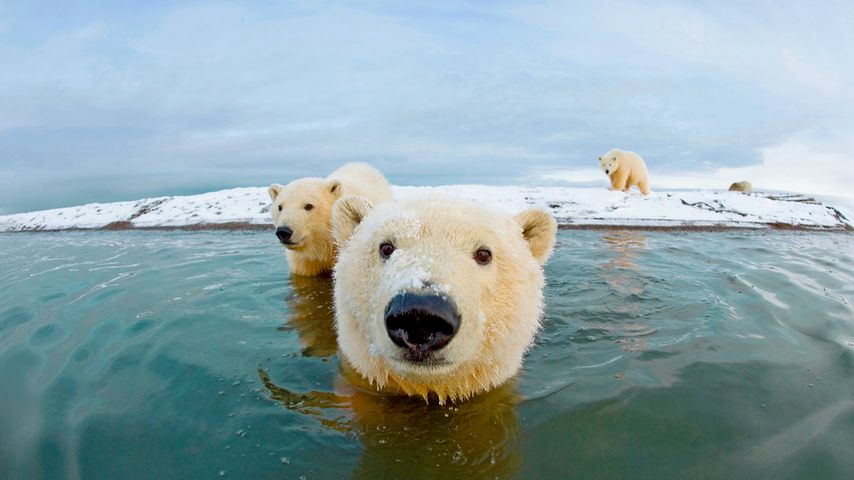 Polar bears, Arctic National Wildlife Refuge, Alaska, USA