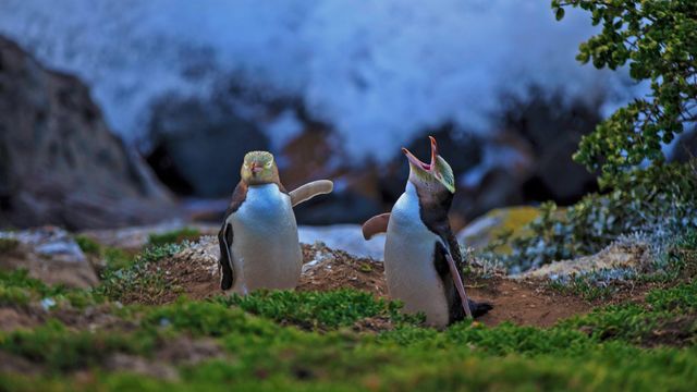 Yellow-eyed penguins at Katiki Point, Moeraki, New Zealand 