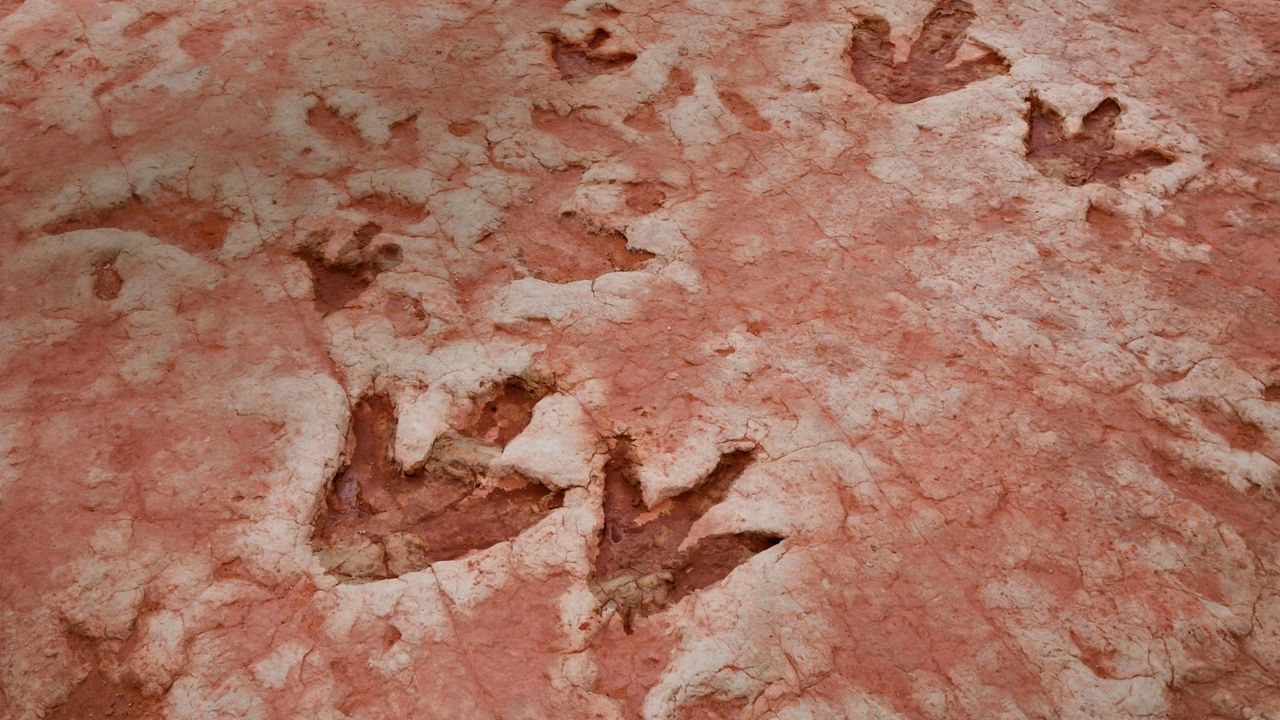 Traces de dinosaures de la période Jurassique trouvées en Arizona
