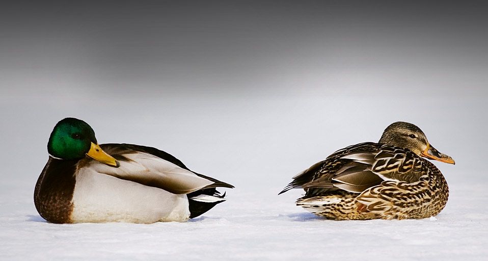 Two mallard on a snowy landscape at Lake Kussharo, Hokkaido, Japan