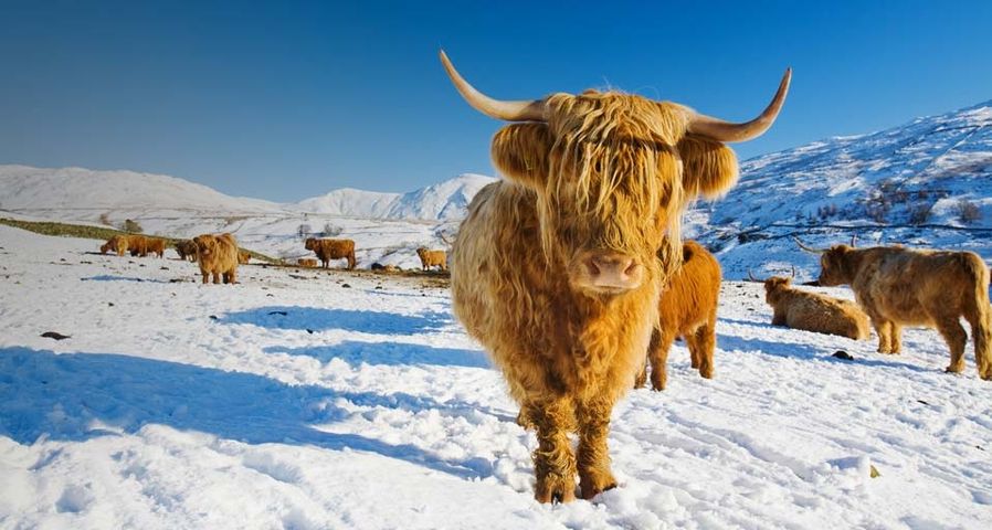 Highland cattle the Kentmere fells of Ill Bell and Yoke in the Lake district, England