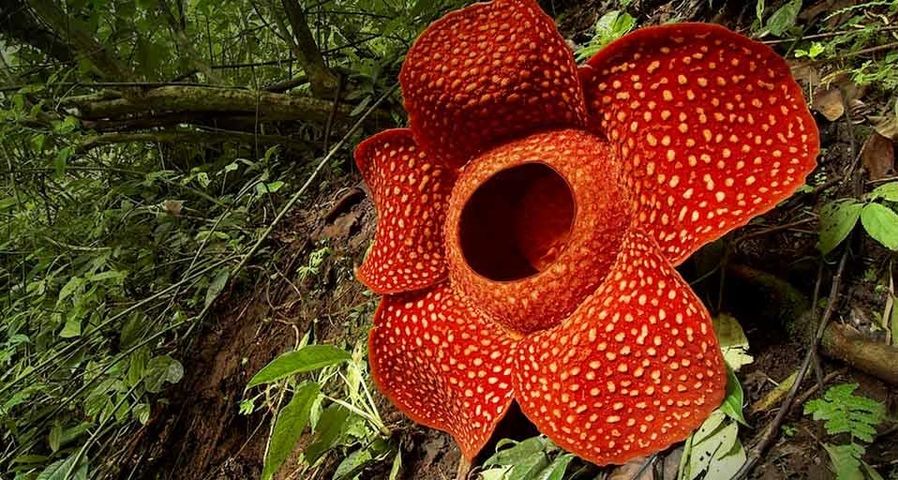 Rafflesia flower in West Sumatra, Indonesia