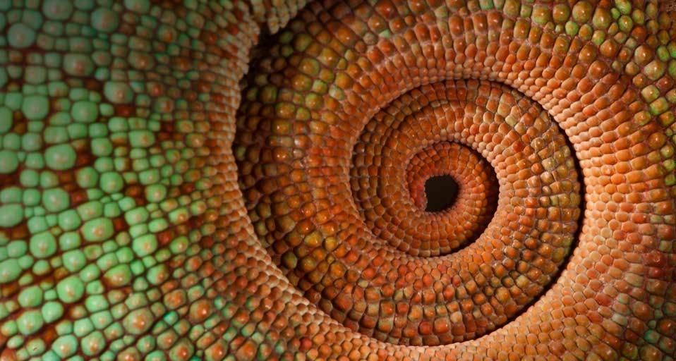 Panther chameleon tail, Madagascar