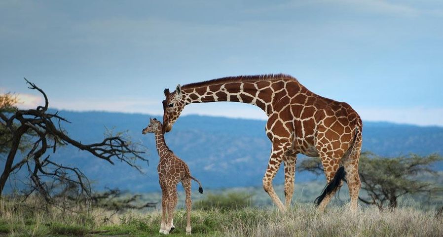 长颈鹿妈妈与它的孩子
