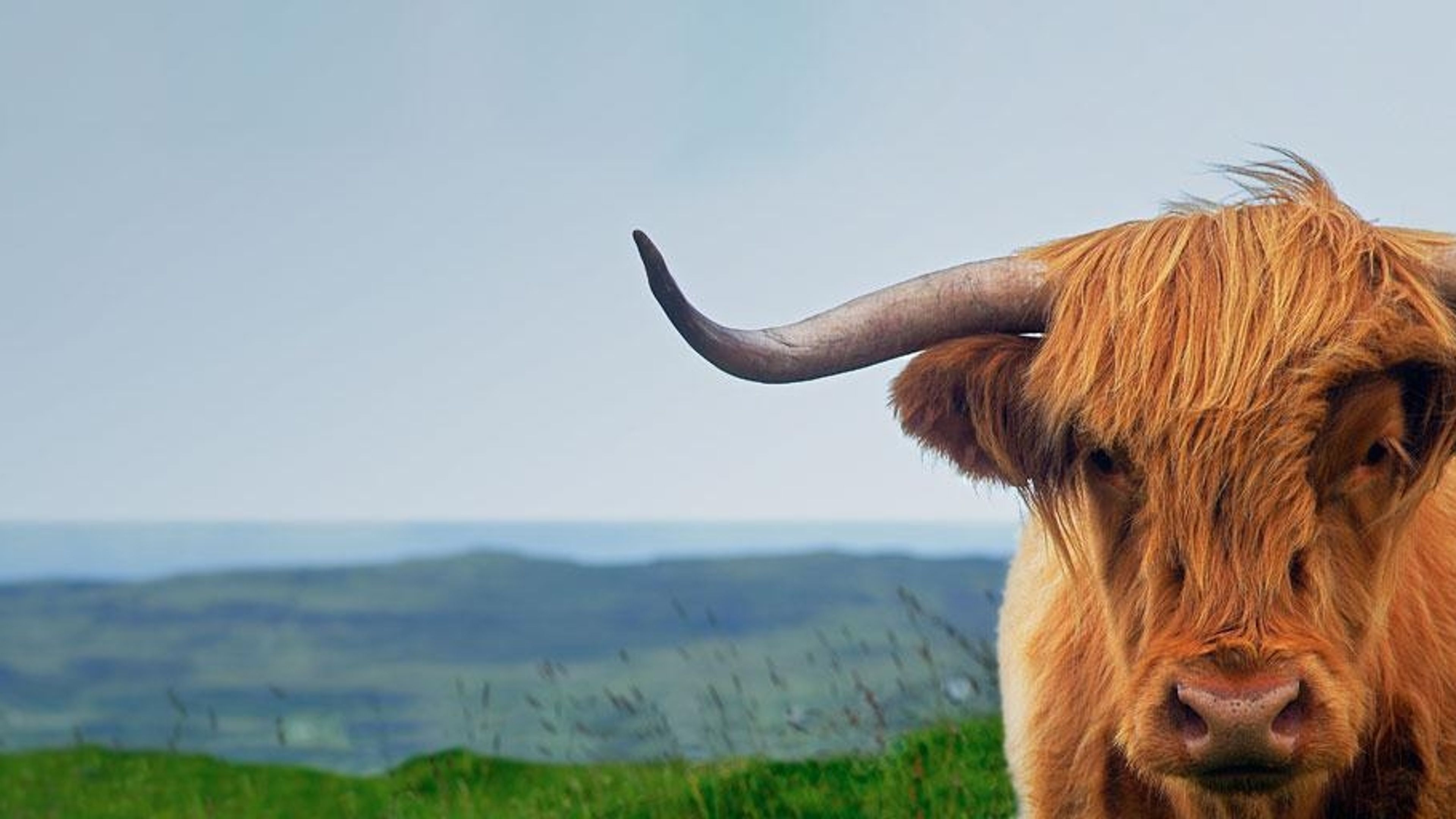 Highland Cow On The Isle Of Skye In Scotland, United Kingdom - Bing Gallery