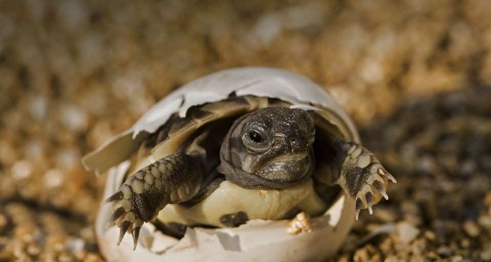 Hermann's Tortoise hatching out of its egg - Bing Gallery