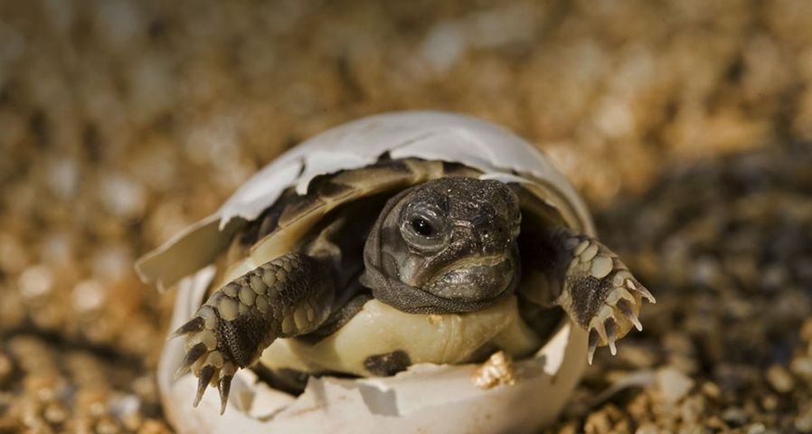 Eine griechische Landschildkröte schlüpft gerade aus dem Ei – Christian Heinrich/Photolibrary ©
