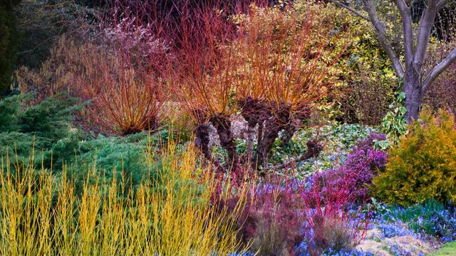 「ケンブリッジ大学付属植物園」イギリス, ケンブリッジ