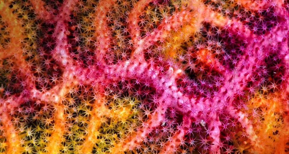 Close-up of a sea fan off Raja Ampat Islands, West Papua, Indonesia