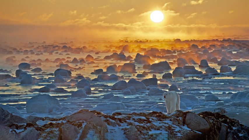 Oso polar en el borde de la Bahía de Hudson, Manitoba, Canadá