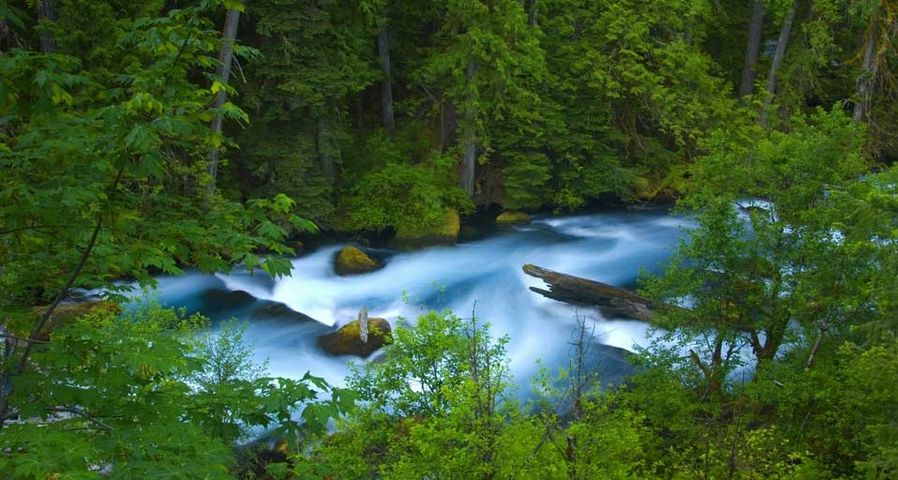 ｢マッケンジー川｣アメリカ, オレゴン州, ウィラメット国有林