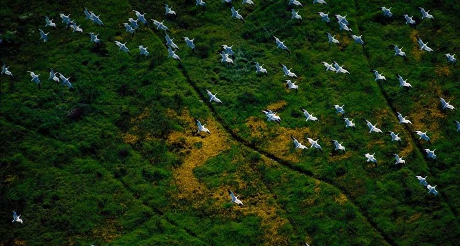 An aerial view of Ross's geese in flight over the Central Valley, California